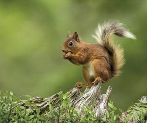 Red squirrel perched on a tree stump eating a hazelnut with a green bcakground.