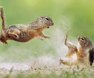 0_CATERS_GROUND_SQUIRREL_FIGHT_01-768x493