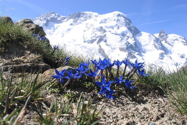 1200px-Breithorn_Enzian_2005-06-11