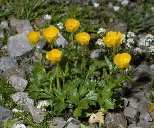 RANUNCULUS montanus Berg - HAHNENFUß