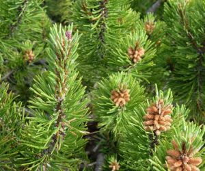 14421089 - a close up of a spruce tree with cones