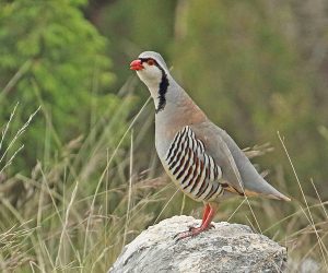 Rock Partridge (Alectoris graeca saxatilis) adult male standing on rock calling

Podvelezje plateau, Herzegovina, Bosnia & Herzegovina              April