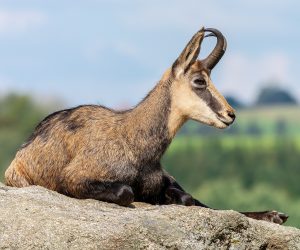 2560px-Altenfelden_Chamois_Rupicapra_rupicapra-2076