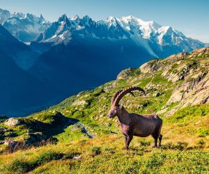 5e4cf3f42c5d1Ibex feature in the animal parks of Chamonix