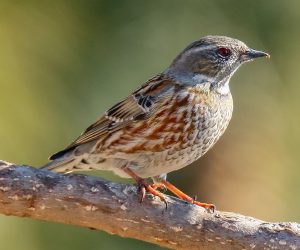 Altai Accentor (Prunella himalayana) captured at Changla Gali, Abbottabad, KPK, Pakistan with Canon EOS 7D Mark II