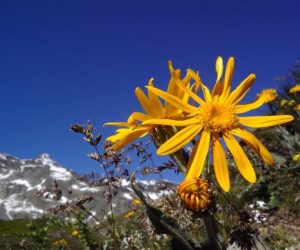 Arnica-Montana-Plant