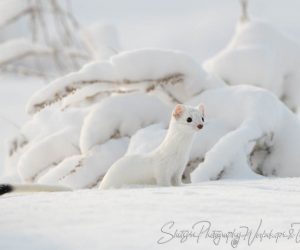 The ermines of Yellowstone are just one of the many reasons to visit this place in winter. 

During warmer months, these short-tailed weasels only have white belly fur, and a brown coat with black tail tip. As the temperature drops, their coats lighten to a snowy white fur. Standing in the foreground, without the black tail tip, these ermines are difficult to spot. They blend in so well with the winter landscape that these foot-long creatures take a trained eye to find in the wild. 

At Yellowstone, these stoats nimbly explore the frigid landscape as they hunt for smaller, or larger, prey. 

Stock Image #20180312-163608