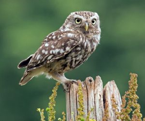 DSCLittleowl3..25.6.17..Eric-Browett-e1598964704296-1024x971