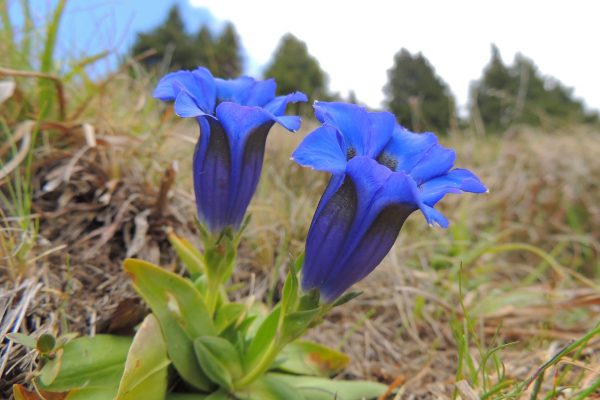 Gentiana_acaulis_(34797333066)