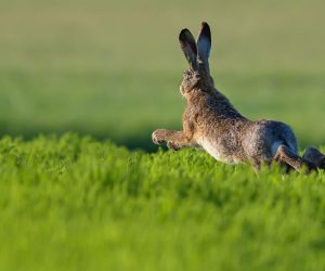 Hare-running-c-AdobeStock_130648899