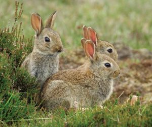 Settlers-European-wild-rabbits-Australia-country_jpg_92