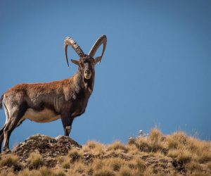 Walia-Ibex-Ethiopia-Marco-Tonolia-4-edited