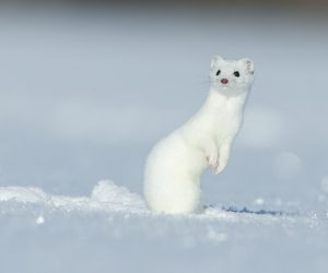 White Ermine-23