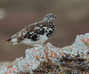 White-Tailed-Ptarmigan-Lagopus-leucura-Biology-and-Life-History-3_jpg_92