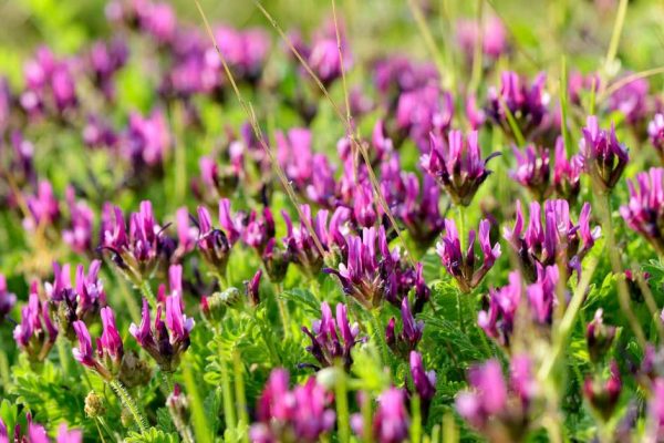 astragalus-1200x628-facebook-1200x628