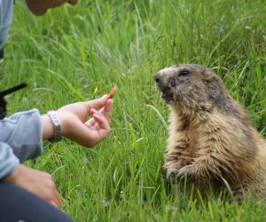 feed-marmot