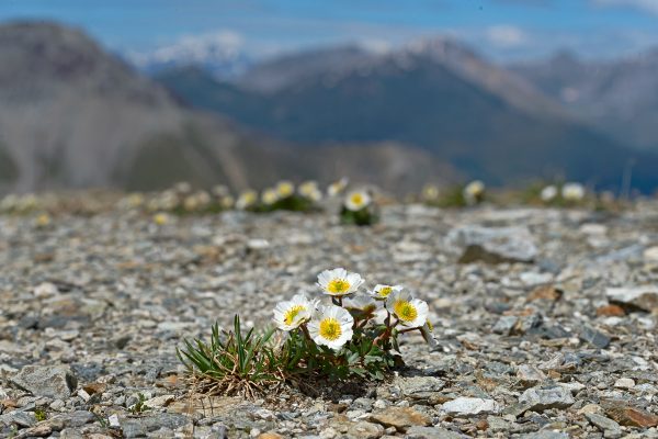 Een pol Ranunculus glacialis op de Stelvio pas