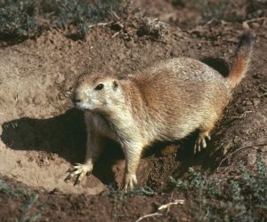 groups-outbreaks-plague-grasshopper-mouse-prairie-dogs_jpg_92