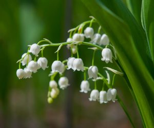 lily-of-the-valley-1