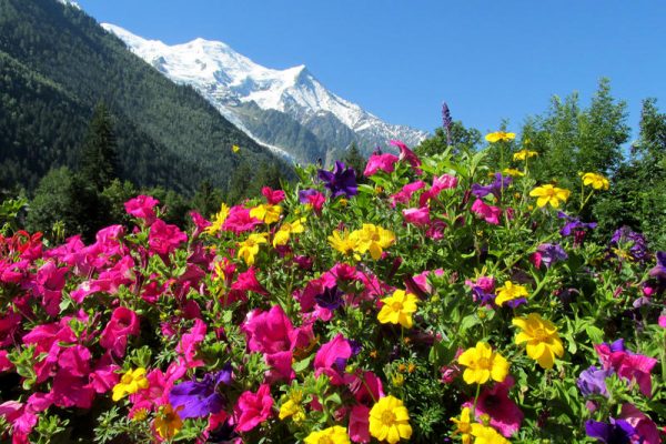 opinión-de-montblanc-del-valle-de-chamonix-través-de-las-flores-78816632