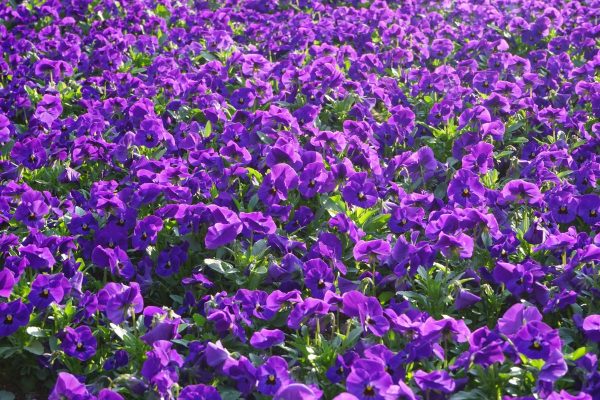 pansy_flowers_bl_tenmeer_viola_wittrockiana_violet_purple_flower_plants_ornamental_plants-1099139.jpg!d