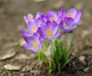 planting-and-caring-for-crocus-1402246-04-b473f9aff23b4196866c08aeda8c60db