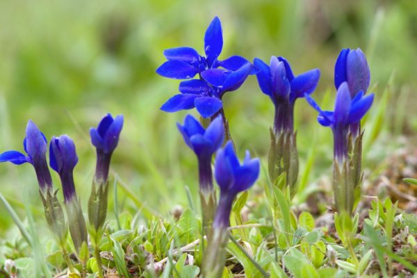 spring-gentian-flowers